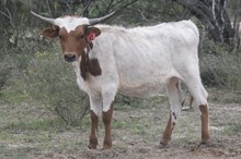 Ruff x Kelly Girl heifer