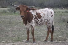 Ruff x Trina heifer