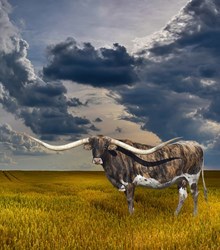 Lot 1 - GLH HOUDINI’S ROSEMARY EMBRYO CHOICE LOT