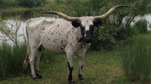 Texas S Independent Gal Texas S Independent Gal