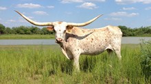 EOT BOOMJEWELL 862 EOT BOOMJEWELL 862