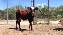 Super Rex x Sunhaven Midnight Super Rex x Sunhaven Midnight