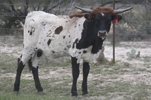 Ruff x Ima Rose heifer