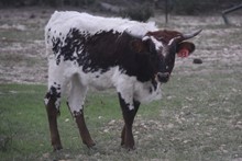 20 Gauge x Medicine Hat heifer