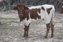Ruff x Rockin magic heifer