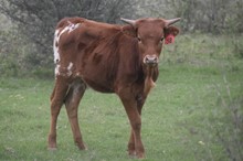 Notorious x Rockin Jitters heifer