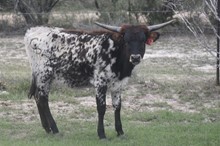 Ruff x Fancy heifer