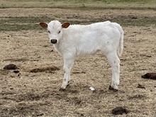Cowboy Ruff x Yogurt Bull calf