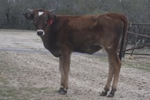 Notorious x Drink Deep heifer