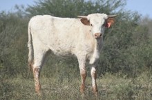 Notorious x Boomejewel heifer