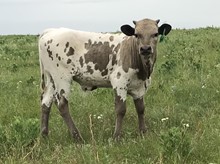 Pearl bull calf