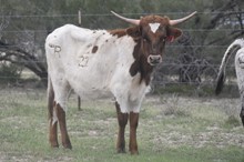 Ruff x Charade heifer