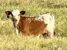 Bull Calf (Cowboy Ruff x DDR Eos)