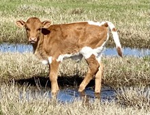 Bull calf (Pacific Dana x Cowboy Ruff)