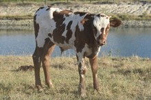 Rocky x Embassy bull calf
