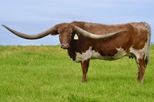 GLR 20 WHIP ER WIL GAL