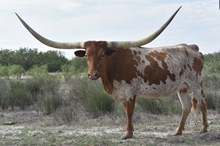 Sharp Shooter's Rose