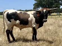 Domino 