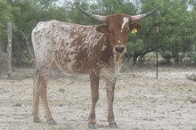 Dottie Gal