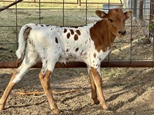 Heifer (Cowboy Ruff x Red Roulette)