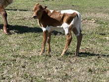 Bull calf (Cowboy Ruff x Pacific Dana)