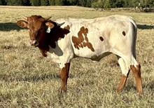 Heifer (Cowboy Ruff x Special Caliber)