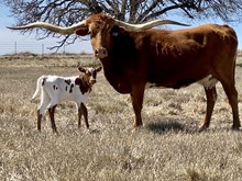 Heifer (Cowboy Ruff x Special Caliber)