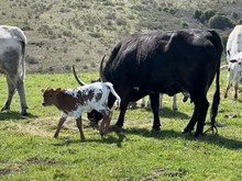 Heifer (Cowboy Ruff x Black Powder)