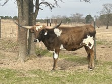 HRT Lady Max's Goldmine