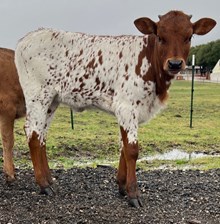 W.E. SPECKLED BEAUTY