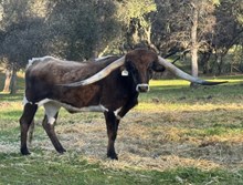 3/11/22 PACIFIC SNOWDROP BC "STEAK"