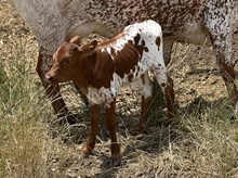 Jammin Rex x Bella heifer calf