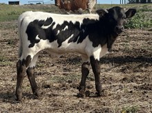 Jammin Rex x Midnight Bull 