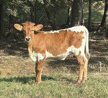 Jammin Rex x Fancy heifer calf