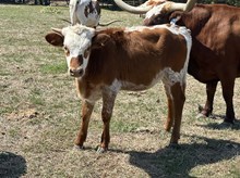 Jammin Rex x DH Tari heifer calf