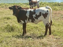 Jammin Rex x Whip Er heifer calf