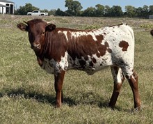 Jammin Rex x Bella heifer calf