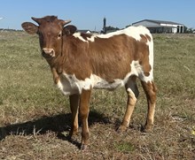 Jammin Rex x Catch You heifer calf 