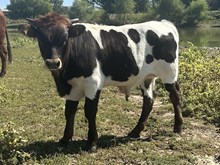 Jammin Rex x Emmy bull calf 