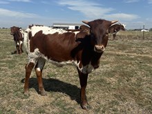 Jammin Rex x Dunn Sashay heifer calf 