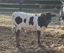 Jammin Rex x Golden Ticket bull calf