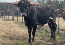 HL Discovery x HL Heidi Ho bull