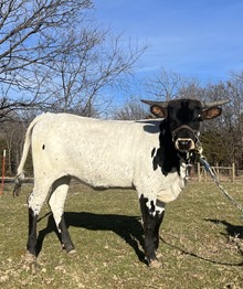 BNB She's A Lady