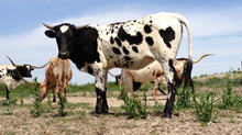 Rio Mighty x Texas Independent Gal Rio Mighty x Texas Independent Gal