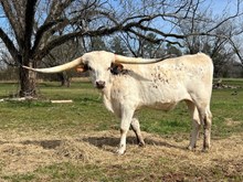 Tolar's Mister Freeze