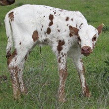 Rexie Bee 2016 heifer