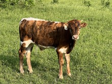 Bull Calf (Cowboy Ruff x Pacific Dana)