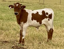 Bull calf (Cowboy Ruff X PCC Double Trouble)