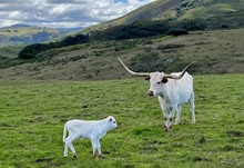 Bull Calf (Cowboy Ruff x Texana Ivory)