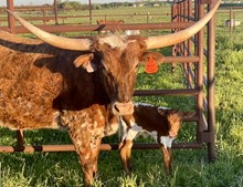 Bull calf (Cowboy Ruff x Roll Cast)